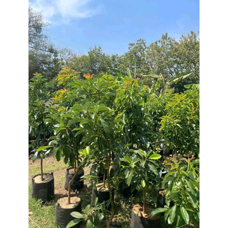 Bibit Alpukat Mentega Jumbo Siap Tanam Tinggi 1Meter