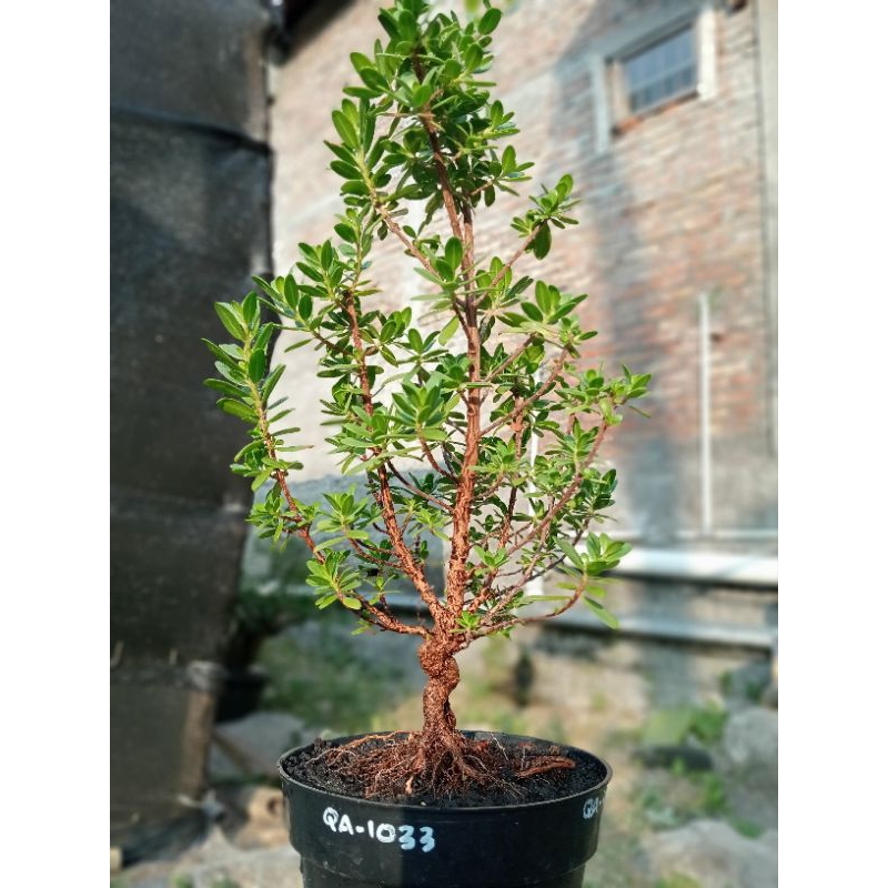 QA-1033, BAHAN BONSAI SANTIGI MAWAR SUPER SEMAI BIJI