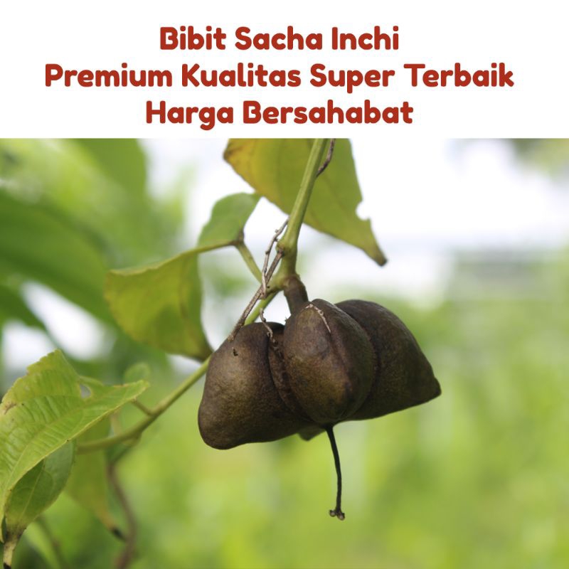 Bibit Pohon Kacang Sacha Inchi