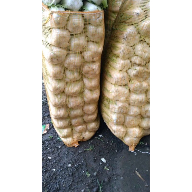 

sawi 500kg
