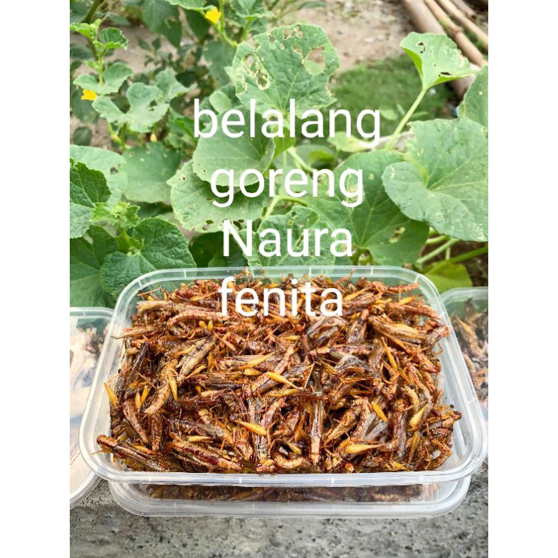 

Belalang goreng utis kecil kemasan toples BOXx berat 120gram kurang lebihnya bisa request