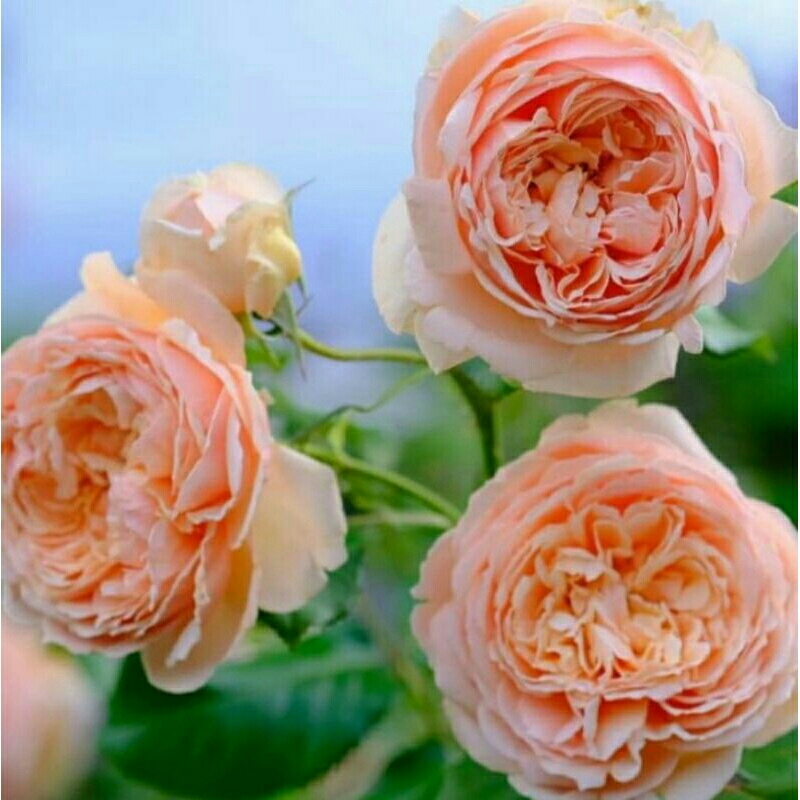 bunga mawar import juliet (bibit)