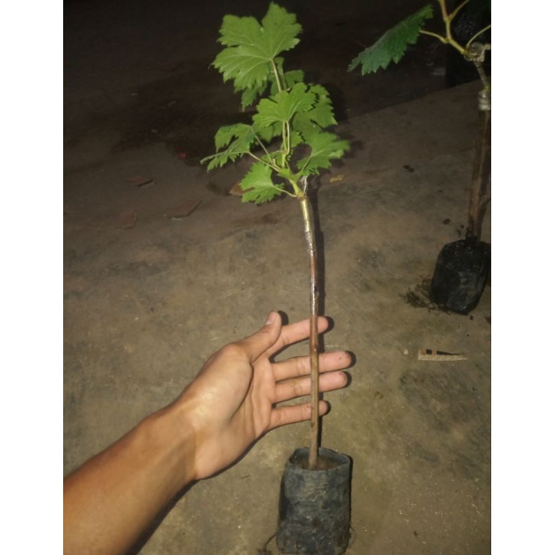 bibit anggur import hasil grafting bebas pilih varian isi 3