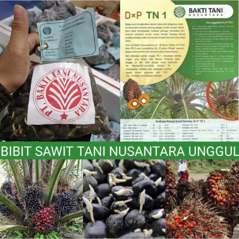 BIBIT POLONG SAWIT DXP TN1 TANI NUSANTARA SERTIFIKAT
