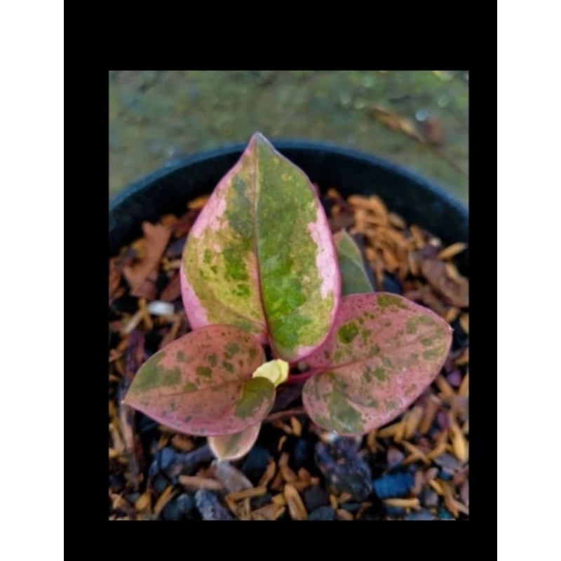 anthurium hokeri pink ( pink splash)