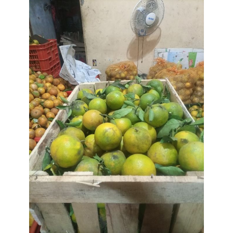 

BABY JAVA / JERUK IRIS 1KG ISI 6-8