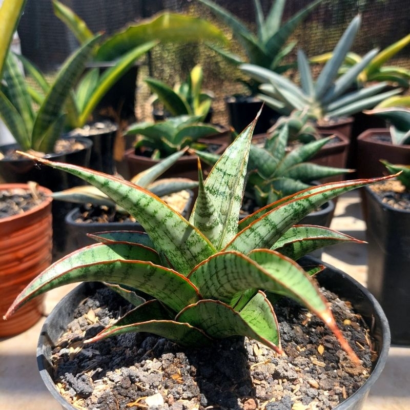 tanaman hias sanseviera HYBRID LIPSTICK sansevieria sansevera sanseviera sensivera lidah mertua suku