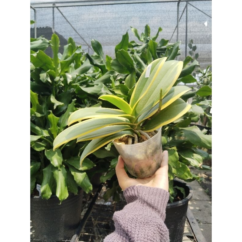 ANGGREK BULAN VARIEGATA SPIKE