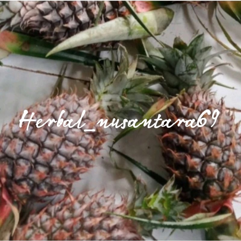 

Terbaru 1pcs buah nanas muda-cocok buat rujak