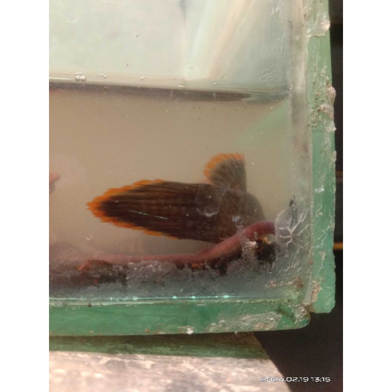 ikan cana