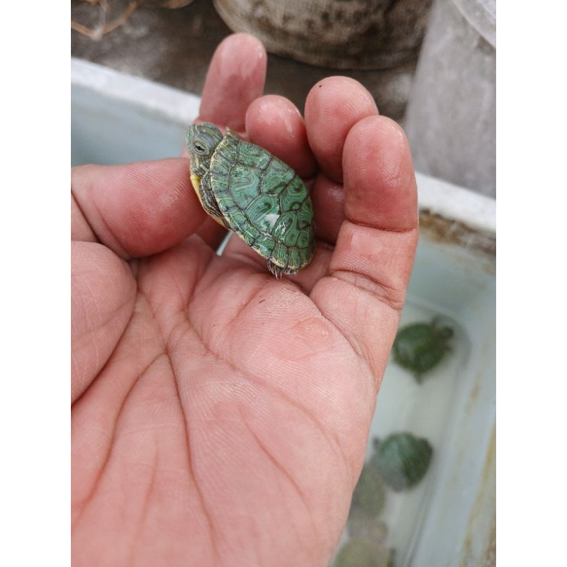 Hobby Kura Brazil & Yellow Belly instant only