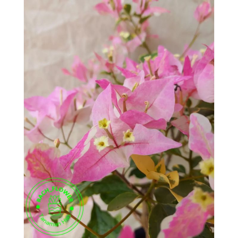 ( BISA COD ) Bibit Bunga Tanaman Hias Bougenville Bunga Butterfly Ice Cream Varigata - Tanaman Bouge