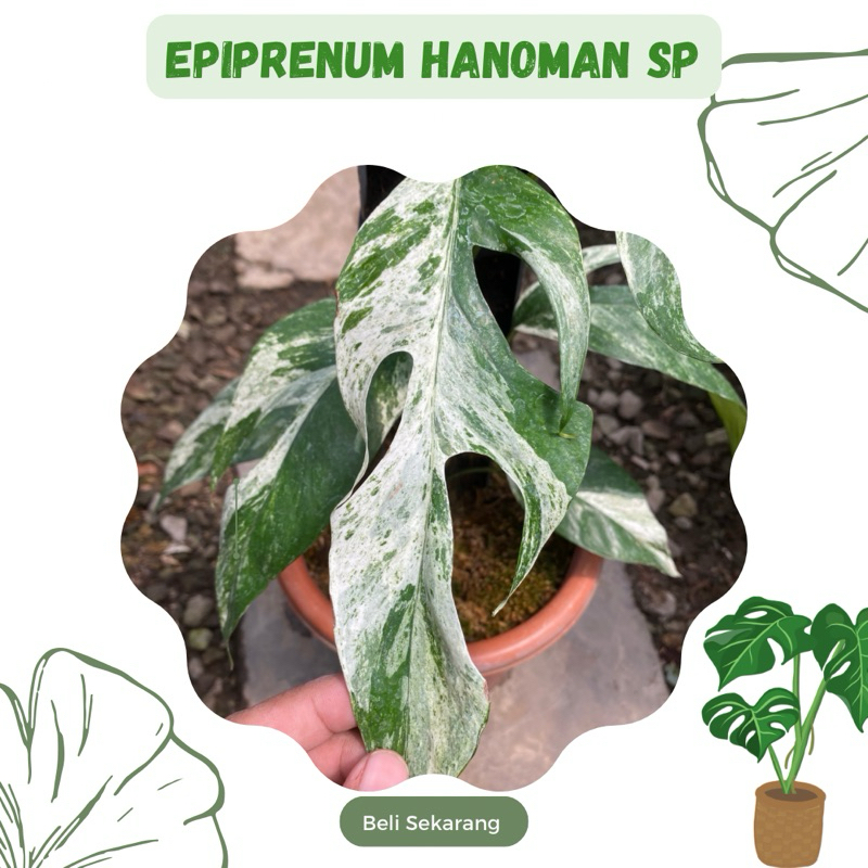Epip Hanoman Sp Bali