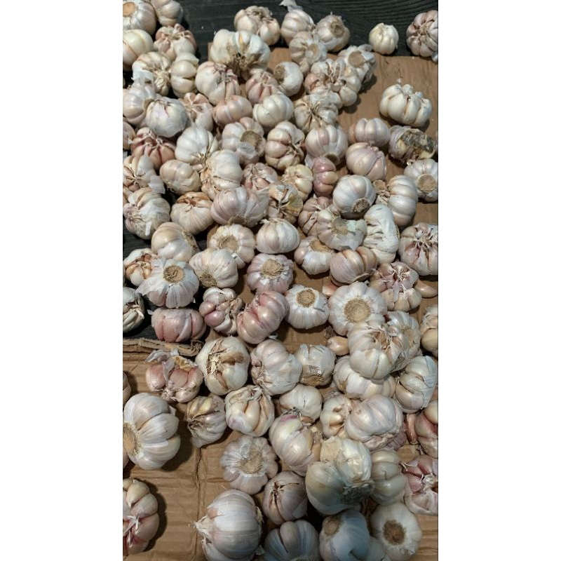 

BAWANG PUTIH SINCO PREMIUM 1KG