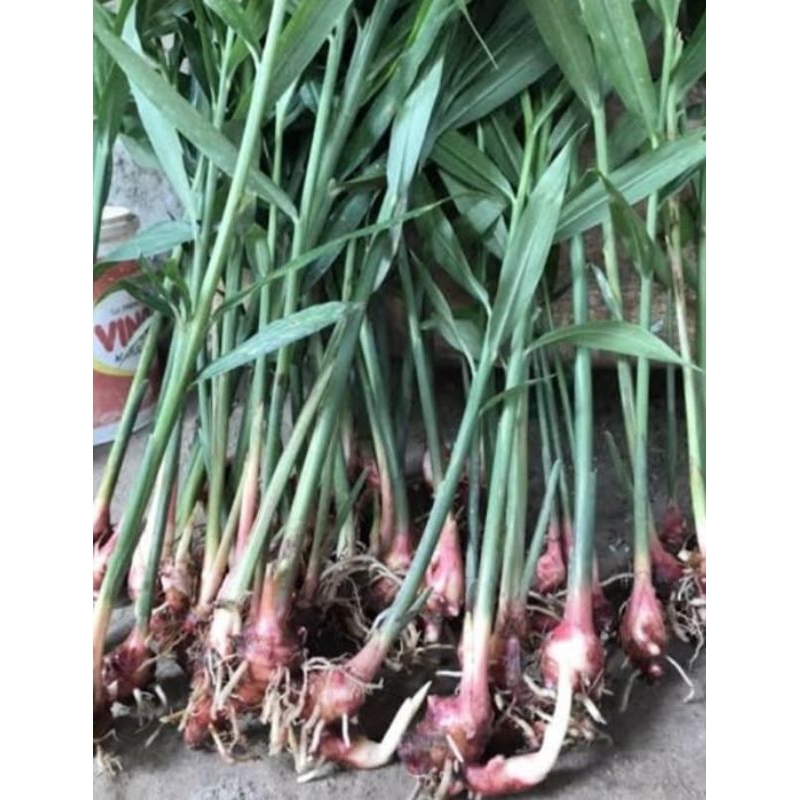TERBAIK BENIH JAHE MERAH PER 1POHON jahe merah jahe organik bibit