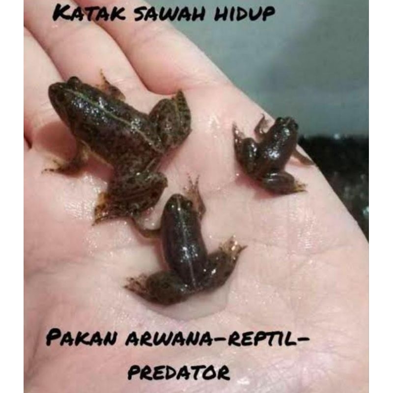 Kodok Cina Asli Sawah Percil 15 Ekor Pakan Reptil Ikan Predator Murah Garansi Murah