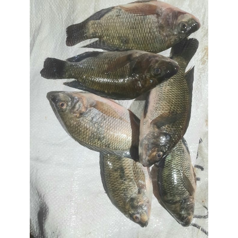 

Ikan mujair Segar 1Kg
