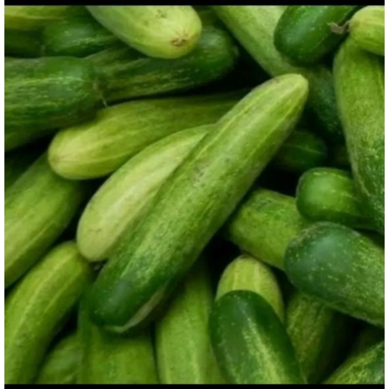 

timun muda segar 500 gram