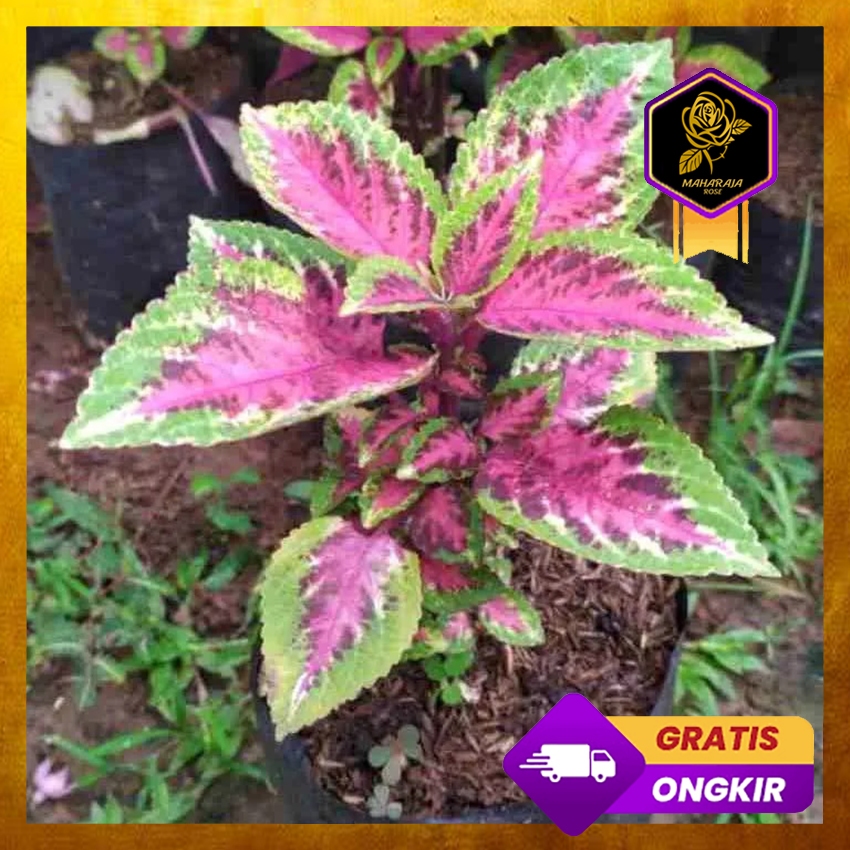 Bibit Tanaman Hias Miana - Tanaman Miana