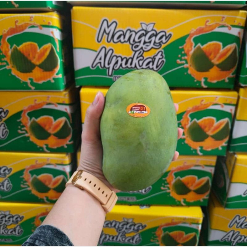 

MANGGA ALPUKAT BANGIL KLONAL 21