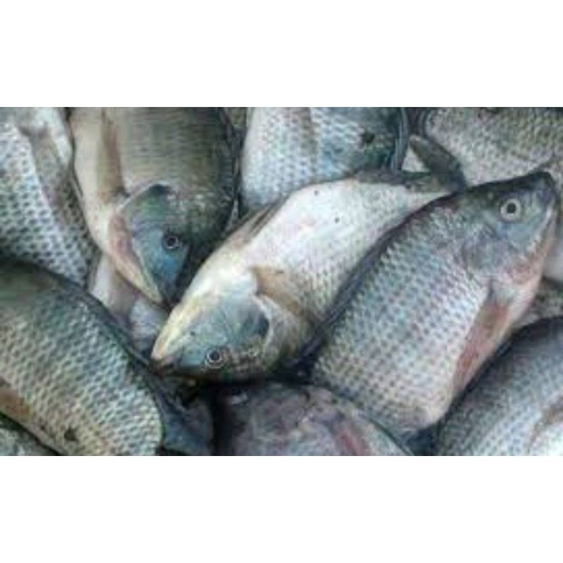 

ikan nila segar toba 500g