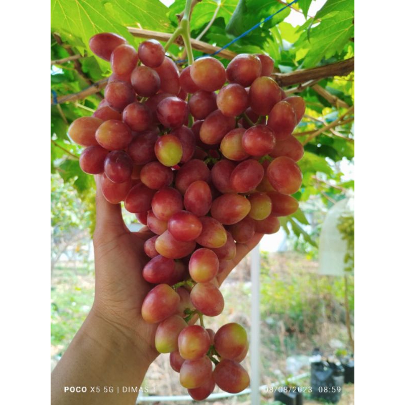 TALDUN/ANGGUR IMPORT/TABLE GRAPE/ANGGUR/BUAH/BUAH SEGAR/BIBIT ANGGUR IMPORT/BIBIT TANAMAN/BIBIT BUAH