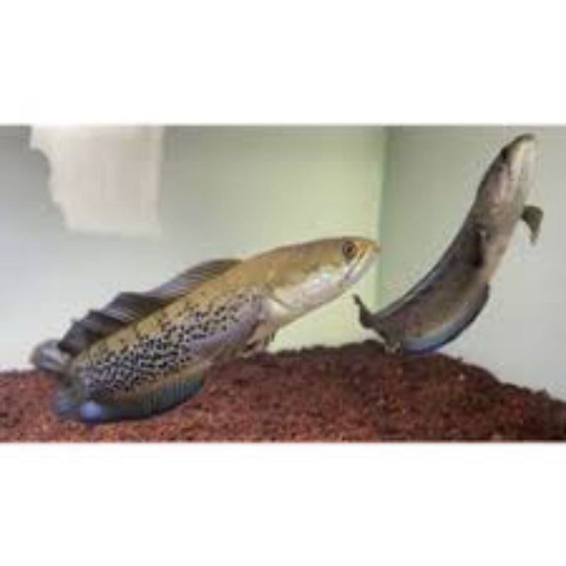 STEWARTI CB PAIR 100%