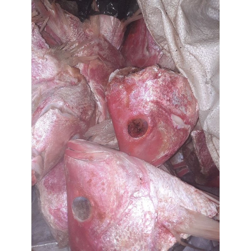 

Kepala kakap merah asli !! perkepala