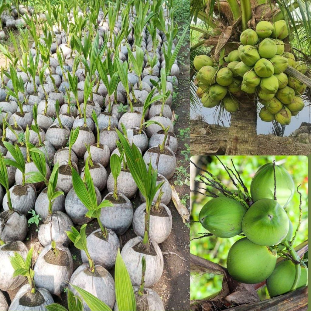 Tanaman kelapa pandan wangi ,Tanaman kelapa Cepat Panen F1 Thailand, Benih Kelapa Pandan Wangi F1 Th