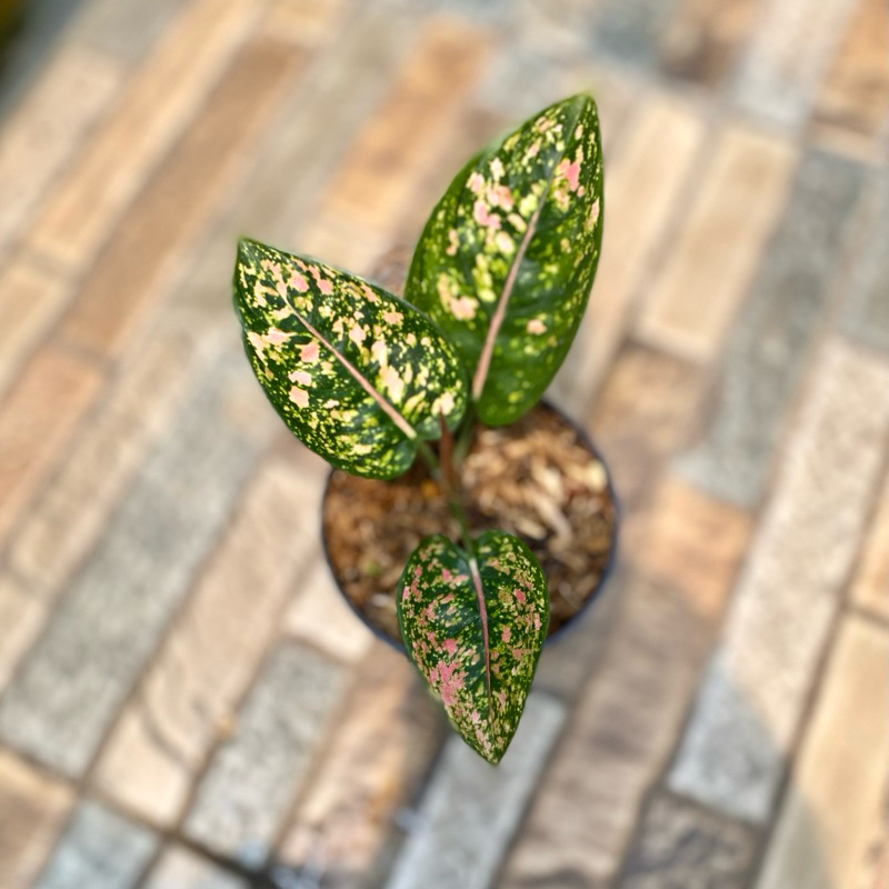 Aglaonema Ruby compacta