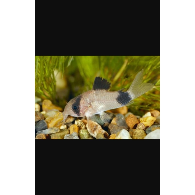 corydoras panda
