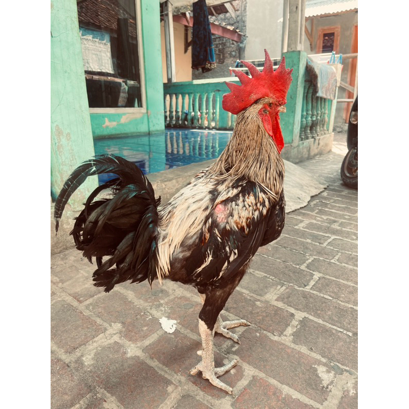 Ayam pelung Cianjur