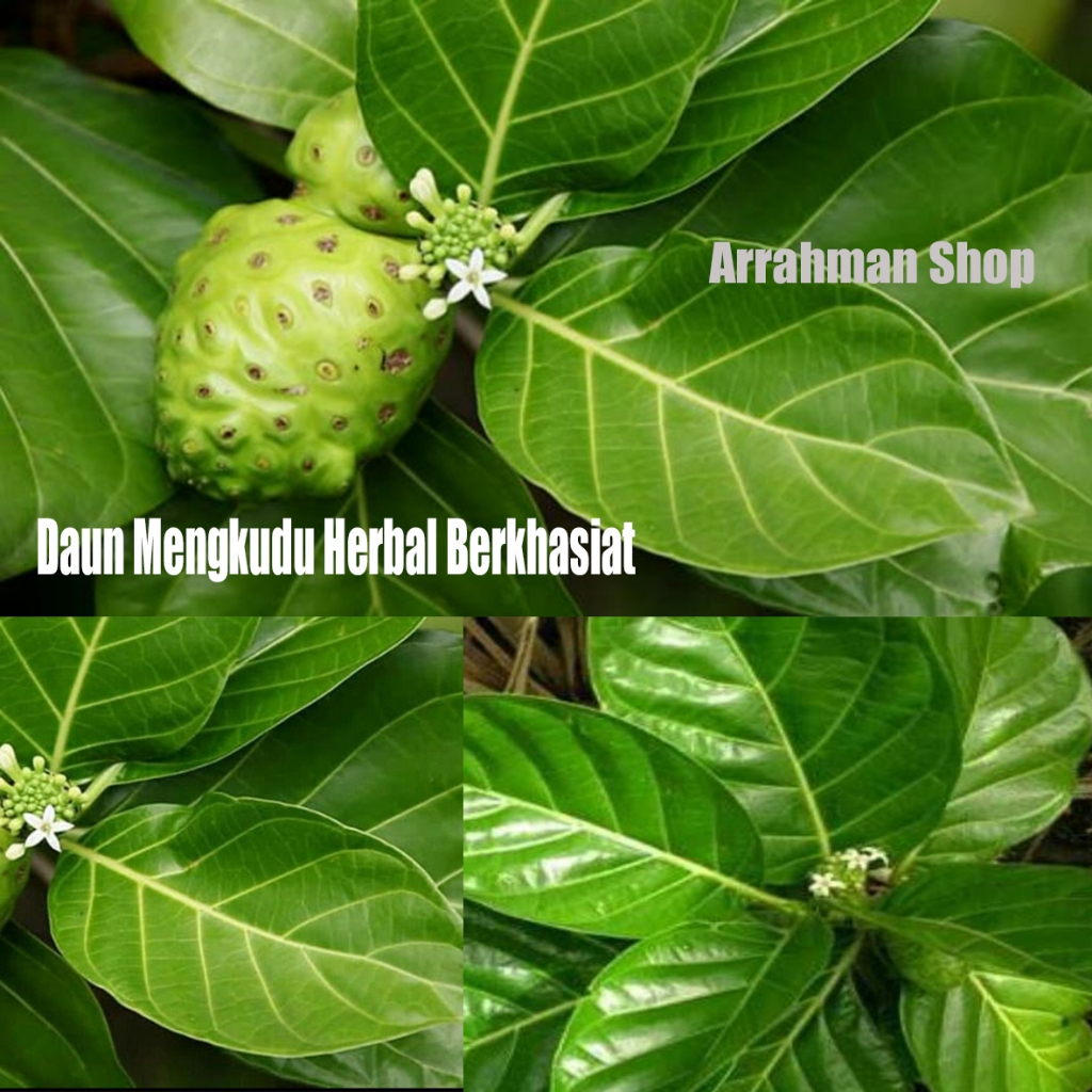 

Daun mengkudu - daun pace perhelai daun herbal mengkudu fresh dipetik saat order masuk