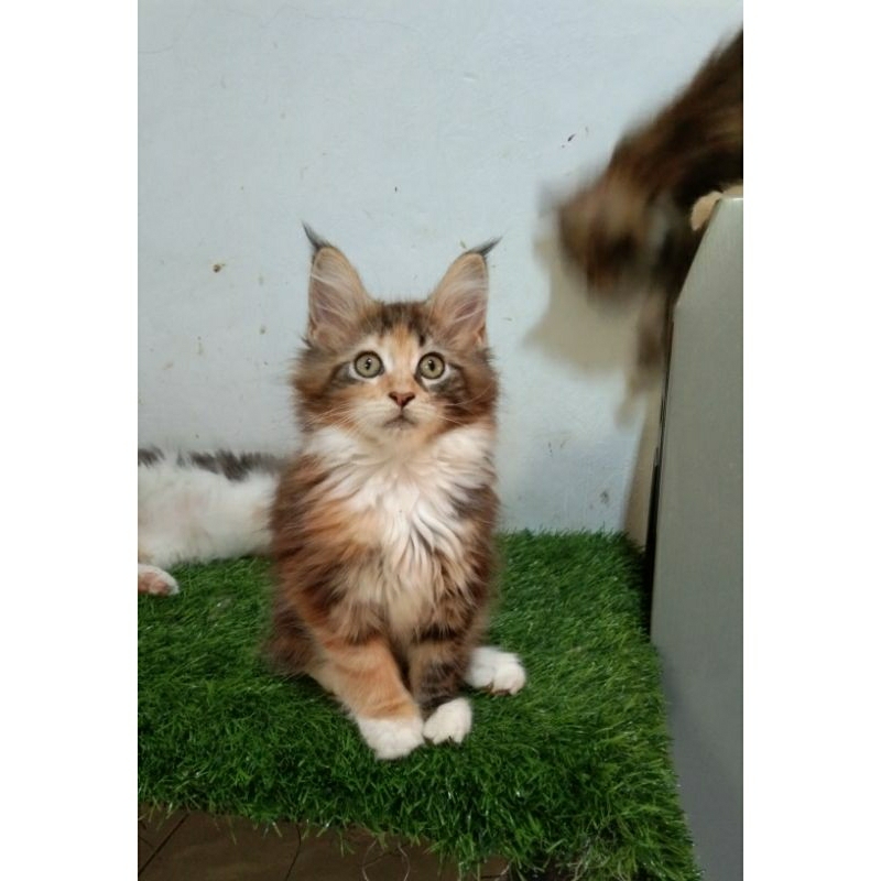 Kitten MaineCoon Jantan dan Betina Pure Bkn mix. Garansi keasliannya.