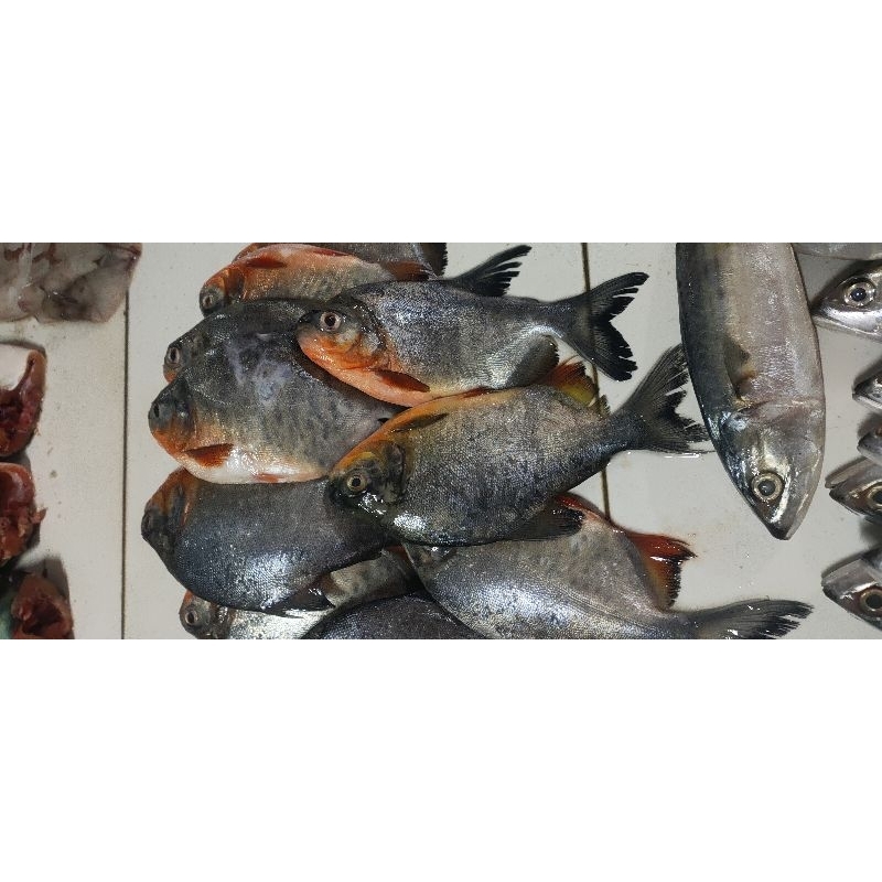 

ikan bawal 500g