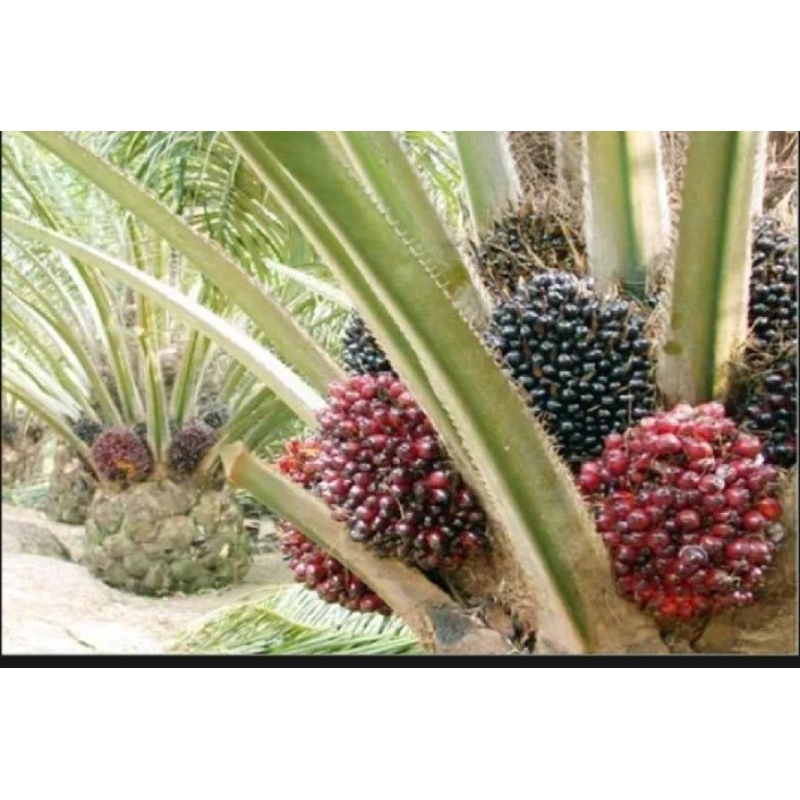 Benih Bibit Polong kecambah sawit MAREHAT DUMPY ASLI SERTIFIKAT