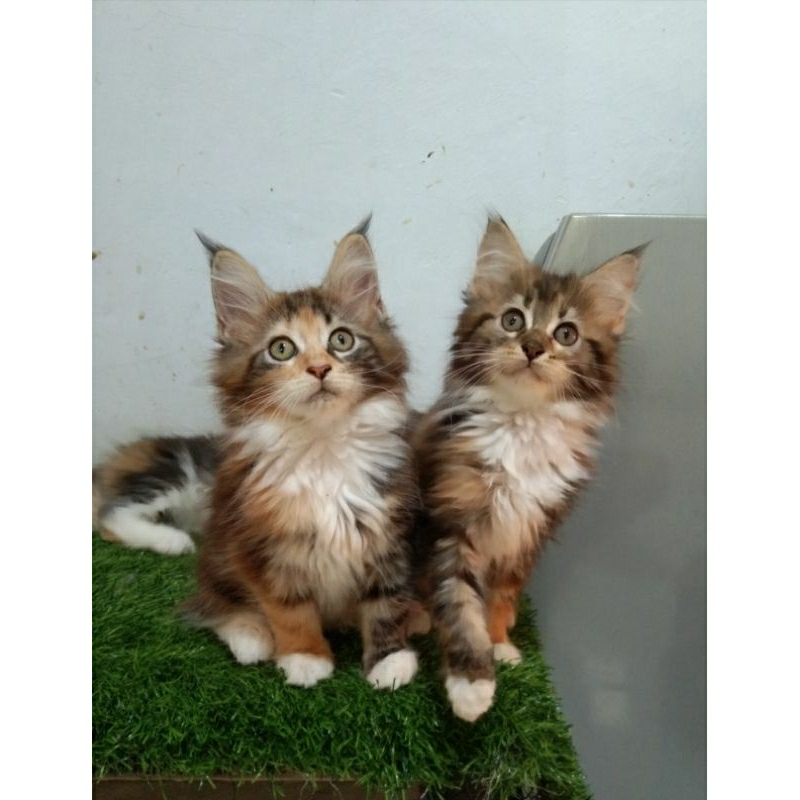 kucing kitten MaineCoon Jantan dan betina Asli bkn mix. Garansi keasliannya.