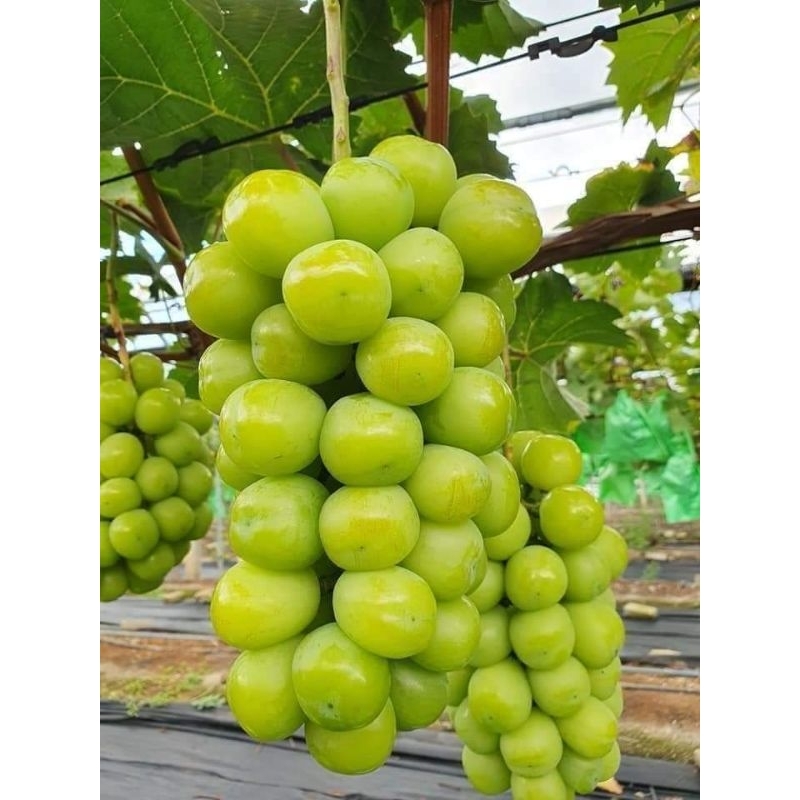 Bibit anggur shine muscat thailand/korea