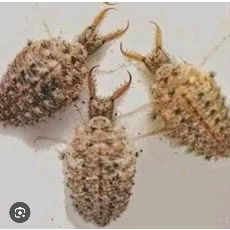 

Undur Undur 5 Ekor Tembukur Hidup Murah Obat Herbal Tradisional Murah Langka