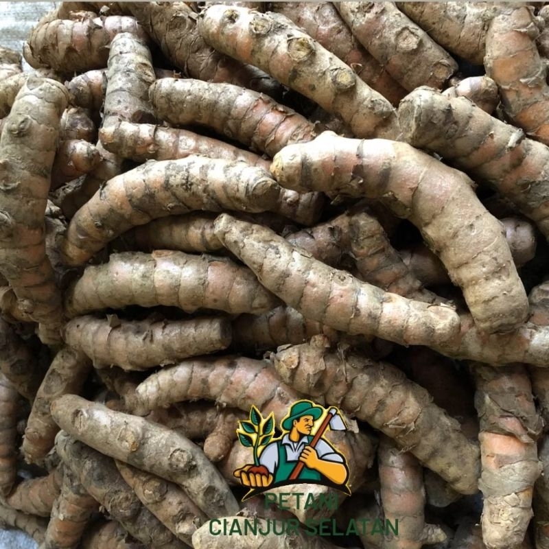 

Kunyit Super 1kg | Kunyit Premium | Kunyit Rempah Segar Fresh