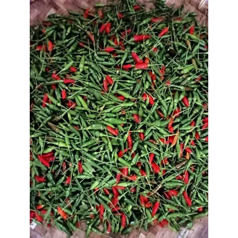 

cabe gunung organik 500g