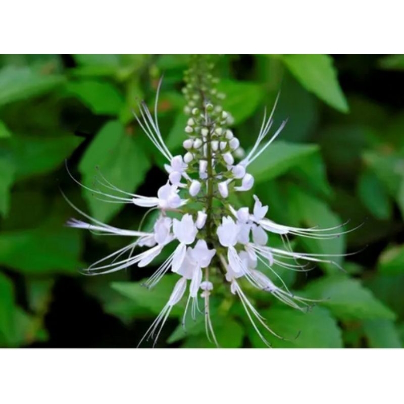 

daun kumis kucing segar1kg