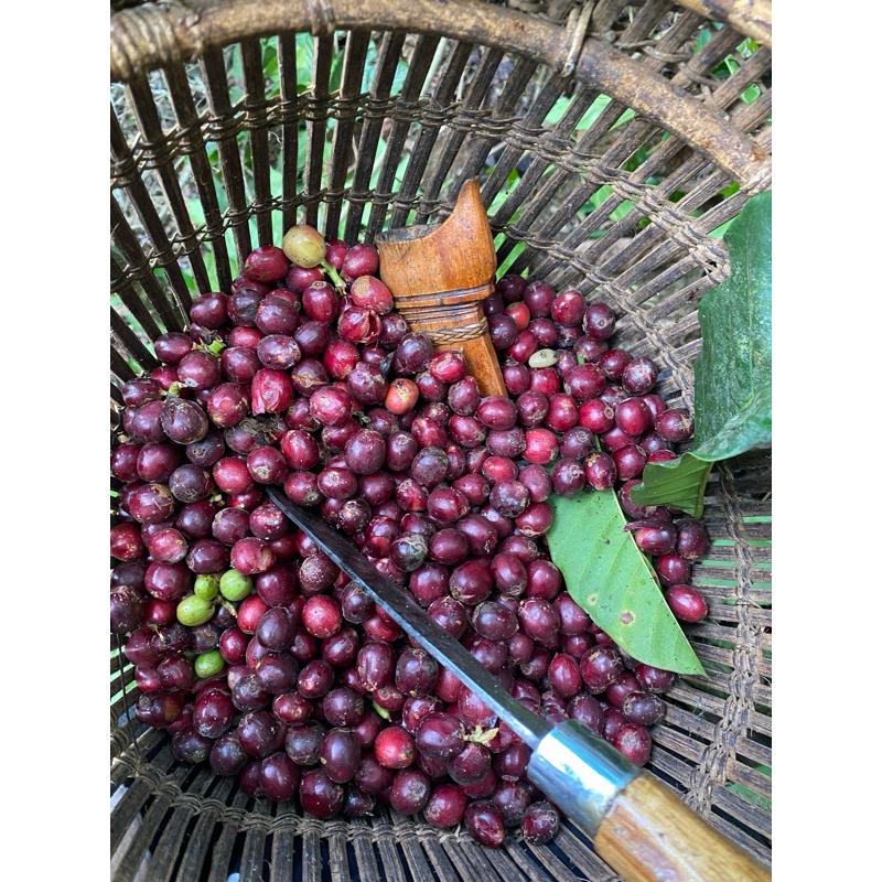 

biji kopi kering robusta palembang petik merah satu KG