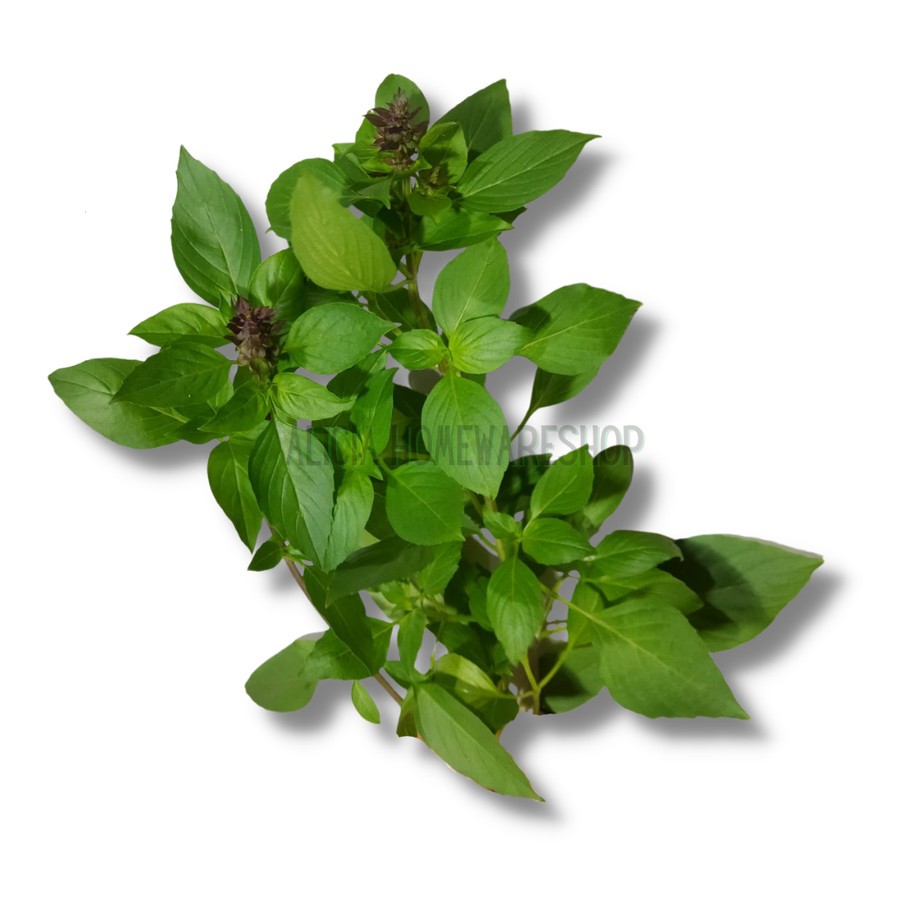 

Daun Thai Basil 1 kg