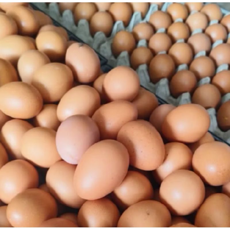 

Telur ayam 500 gr 1 kilo