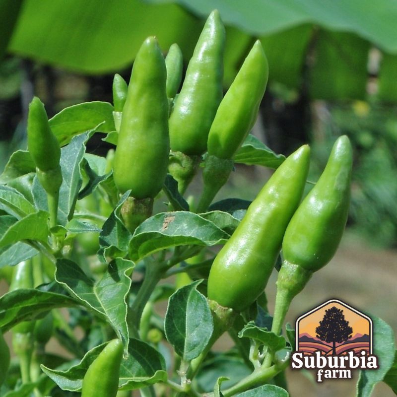 ID 50 BIJI BENIH CABAI RAWIT HIJAU BIBIT CABE RAWIT DATARAN RENDAH