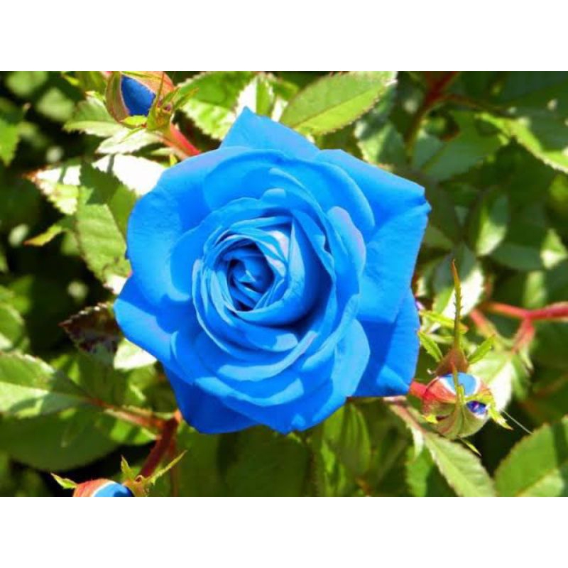 Promo! bibit bunga mawar biru siap tanam