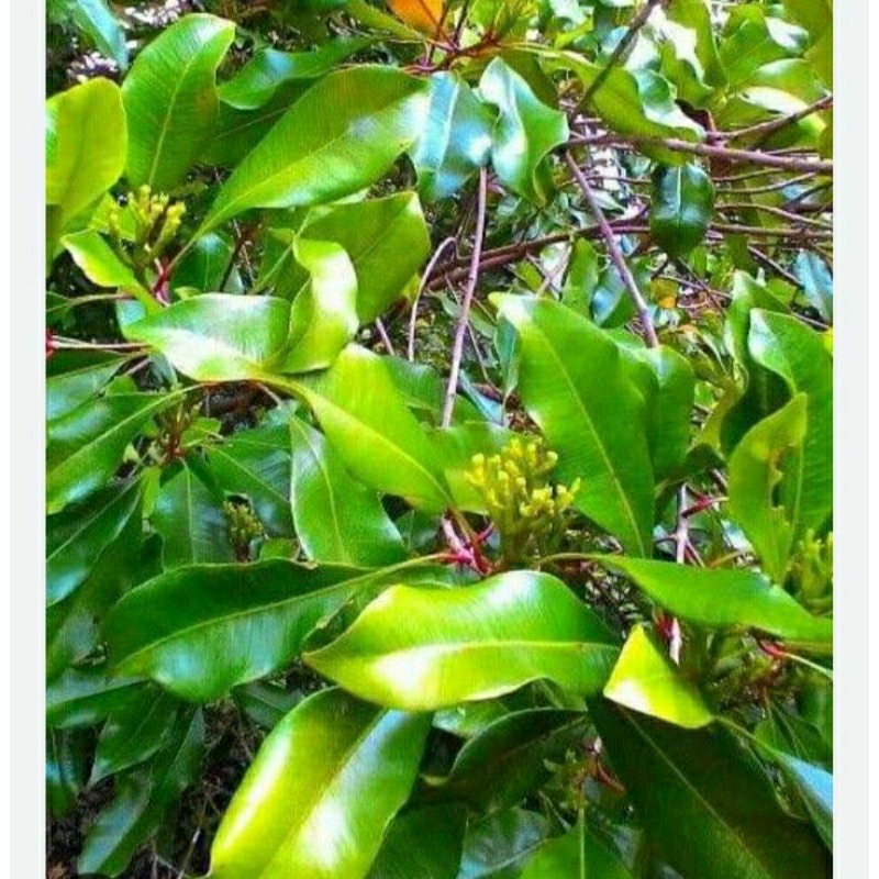 

DAUN CENGKEH SEGAR 100gram OBAT HERBAL, TRADISIONAL terbaik murah asli NGANJUK