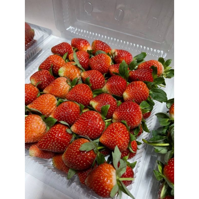 

BUAH STRAWBERRY PREMIUM SIZE (A)/1KG