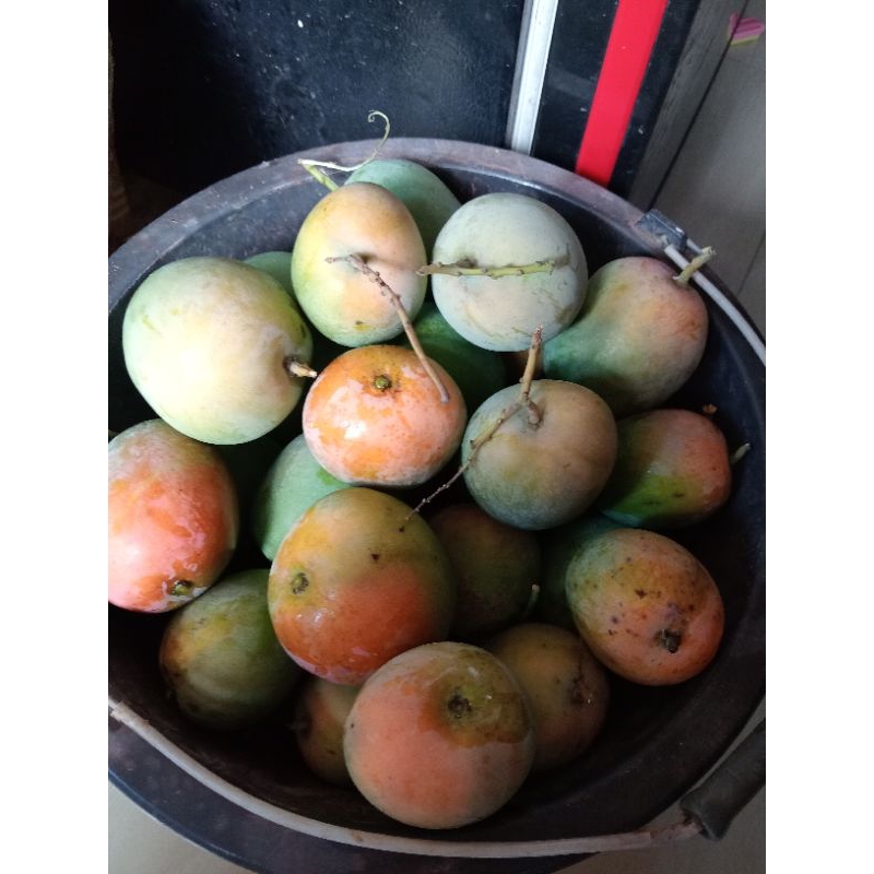 

Mangga Gedong Indramayu Segar dan Manis